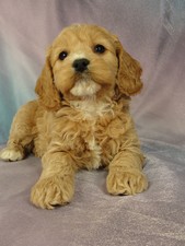 I'm going to Massachusetts-Female Cockapoo Puppy for sale #12 Born December 25, 2011